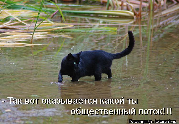 - Так вот оказывается какой ты общественный лоток!!!... Котоматрица: - Так вот оказывается какой ты общественный лоток!!!