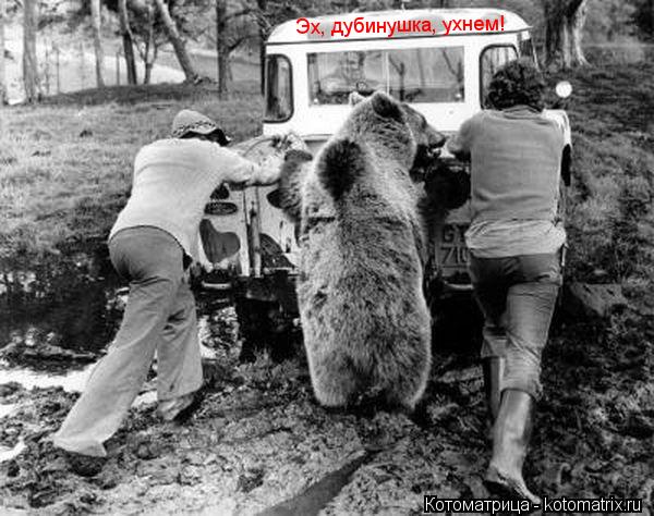Эх, дубинушка, ухнем!... Котоматрица: Эх, дубинушка, ухнем!