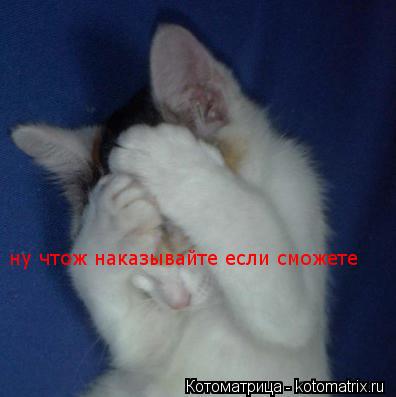 ну чтож наказывайте если сможете... Котоматрица: ну чтож наказывайте если сможете