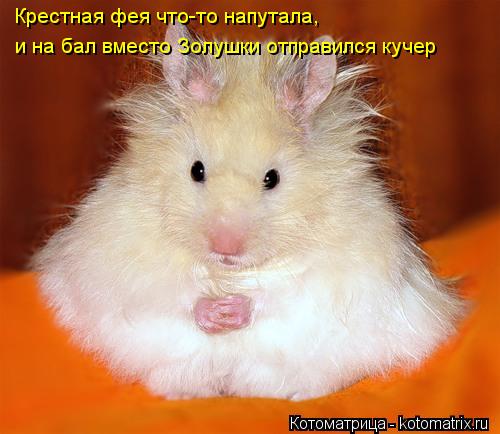 Крестная фея что-то напутала, и на бал вместо Золушки отправился кучер... Котоматрица: Крестная фея что-то напутала, и на бал вместо Золушки отправился кучер