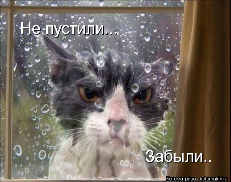 Не пустили... Забыли..... Котоматрица: Не пустили... Забыли..