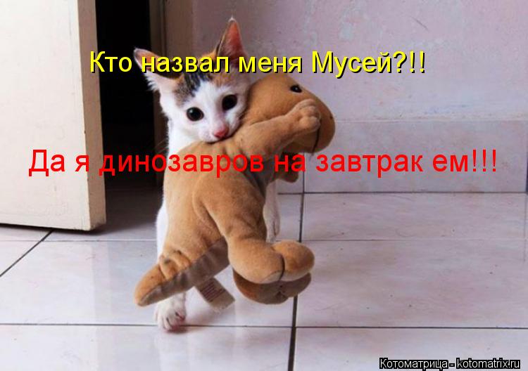 Кто назвал меня Мусей?!! Да я динозавров на завтрак ем!!!... Котоматрица: Кто назвал меня Мусей?!! Да я динозавров на завтрак ем!!!