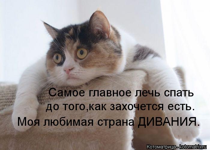 Самое главное лечь спать до того,как захочется есть. Моя любимая страна ДИВАНИЯ.... Котоматрица: Самое главное лечь спать до того,как захочется есть. Моя любимая страна ДИВАНИЯ.