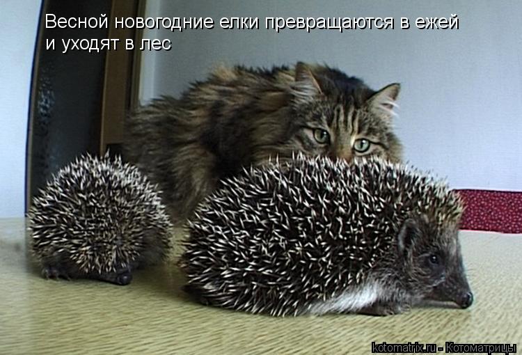 Весной новогодние елки превращаются в ежей и уходят в лес... Котоматрица: Весной новогодние елки превращаются в ежей и уходят в лес