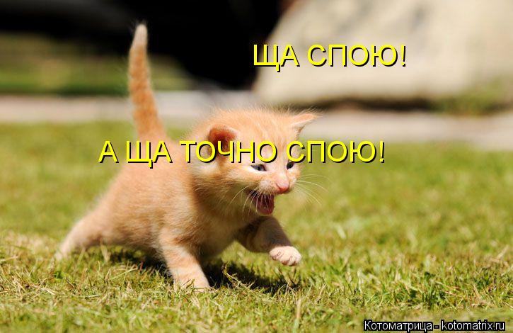 ЩА СПОЮ! А ЩА ТОЧНО СПОЮ!... Котоматрица: ЩА СПОЮ! А ЩА ТОЧНО СПОЮ!