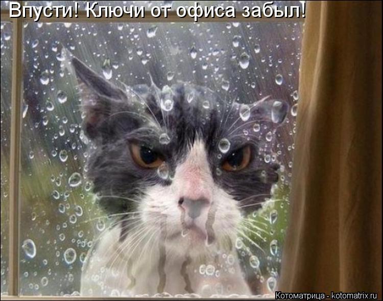 Впусти! Ключи от офиса забыл!... Котоматрица: Впусти! Ключи от офиса забыл!