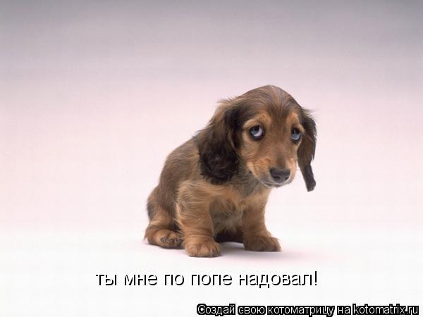 ты мне по попе надовал! ты мне по попе надовал!... Котоматрица: ты мне по попе надовал! ты мне по попе надовал!