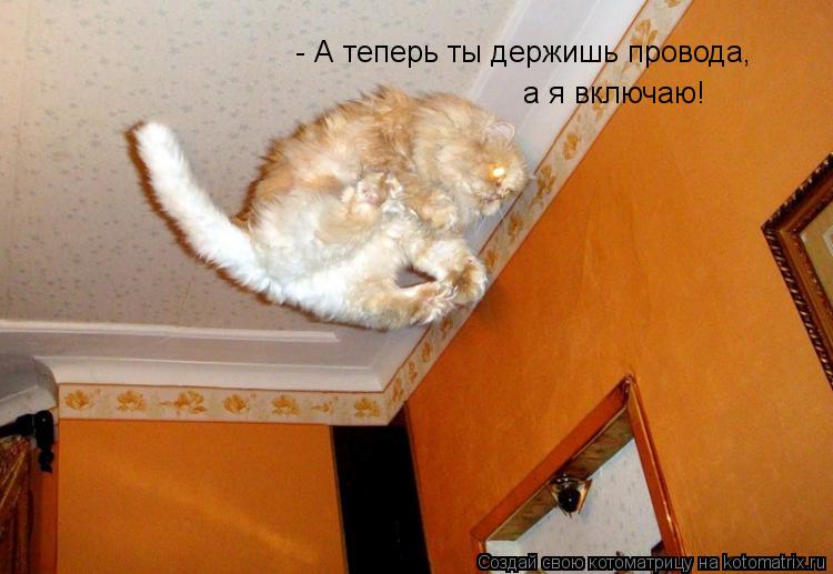 - А теперь ты держишь провода, а я включаю!... Котоматрица: - А теперь ты держишь провода, а я включаю!