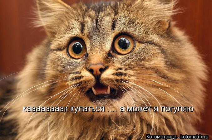 каааааааак купаться .... а может я погуляю... Котоматрица: каааааааак купаться .... а может я погуляю