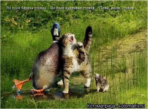 Во поле береза стояла, Во поле кудрявая стояла, Люли, люли, стояла.... Котоматрица: Во поле береза стояла, Во поле кудрявая стояла, Люли, люли, стояла.