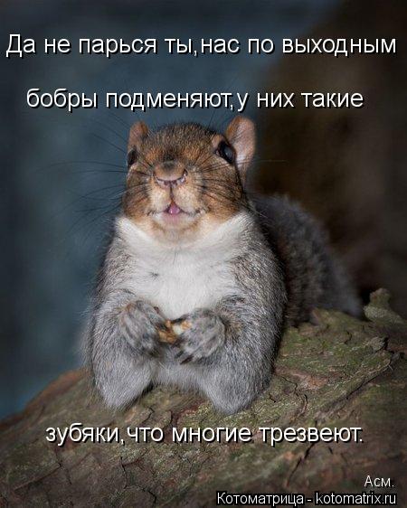Да не парься ты,нас по выходным бобры подменяют,у них такие зубяки,что многие трезвеют. Асм.... Котоматрица: Да не парься ты,нас по выходным бобры подменяют,у них такие зубяки,что многие трезвеют. Асм.