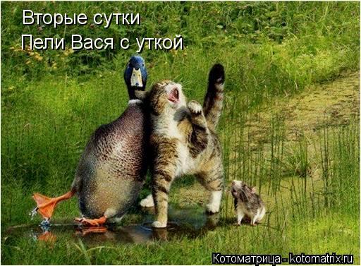 Вторые сутки Пели Вася с уткой... Котоматрица: Вторые сутки Пели Вася с уткой