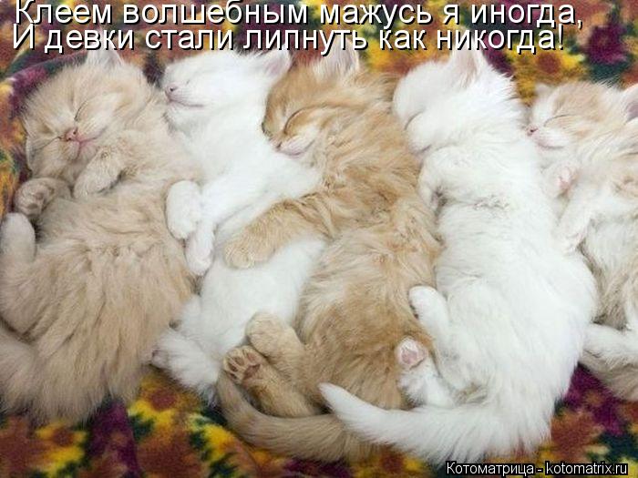 Клеем волшебным мажусь я иногда, И девки стали липнуть как никогда!... Котоматрица: Клеем волшебным мажусь я иногда, И девки стали липнуть как никогда!