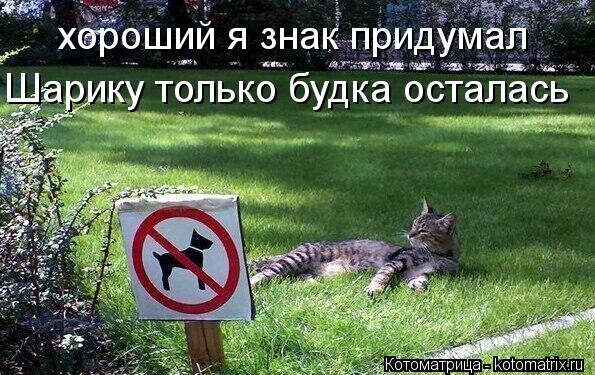 хороший я знак придумал Шарику только будка осталась... Котоматрица: хороший я знак придумал Шарику только будка осталась