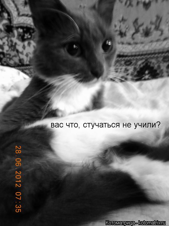вас что, стучаться не учили?... Котоматрица: вас что, стучаться не учили?