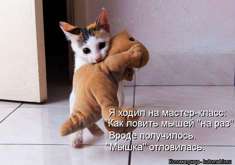 "Как ловить мышей "на раз". Вроде получилось. "Мышка" отловилась. Я ходил на мастер-класс:... Котоматрица: "Как ловить мышей "на раз". Вроде получилось. "Мышка" отловилась. Я ходил на мастер-класс: