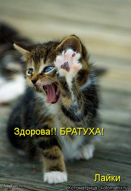 Здорова!! БРАТУХА! Лайки... Котоматрица: Здорова!! БРАТУХА! Лайки