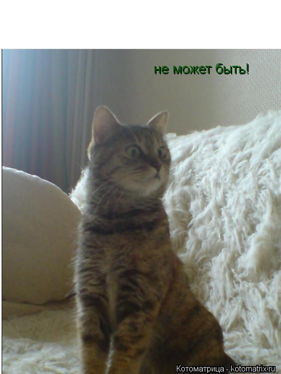 не может быть!... Котоматрица: не может быть!