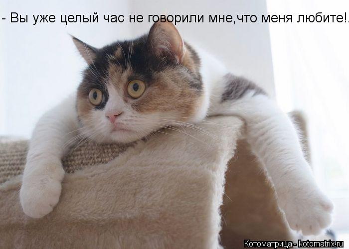 - Вы уже целый час не говорили мне,что меня любите!..... Котоматрица: - Вы уже целый час не говорили мне,что меня любите!..