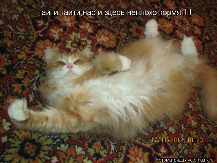 таити таити,нас и здесь неплохо кормят!!!... Котоматрица: таити таити,нас и здесь неплохо кормят!!!
