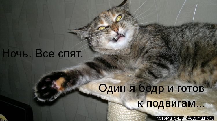 Ночь. Все спят. Один я бодр и готов к подвигам...... Котоматрица: Ночь. Все спят. Один я бодр и готов к подвигам...
