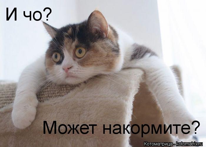 И чо? Может накормите?... Котоматрица: И чо? Может накормите?