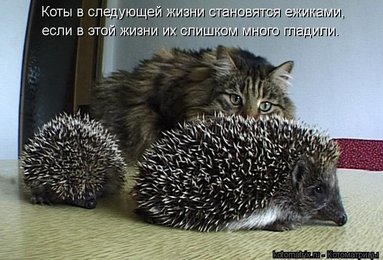 Коты в следующей жизни становятся ежиками, если в этой жизни их слишком много гладили.... Котоматрица: Коты в следующей жизни становятся ежиками, если в этой жизни их слишком много гладили.