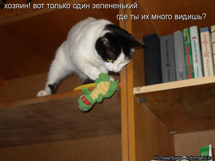 хозяин! вот только один зелененький где ты их много видишь?... Котоматрица: хозяин! вот только один зелененький где ты их много видишь?