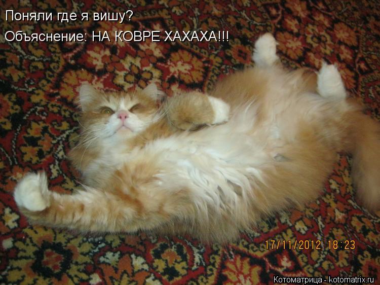 Поняли где я вишу? Объяснение: НА КОВРЕ ХАХАХА!!!... Котоматрица: Поняли где я вишу? Объяснение: НА КОВРЕ ХАХАХА!!!