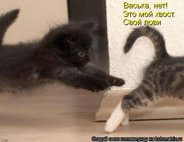 Васька, нет! Это мой хвост. Свой лови... Котоматрица: Васька, нет! Это мой хвост. Свой лови