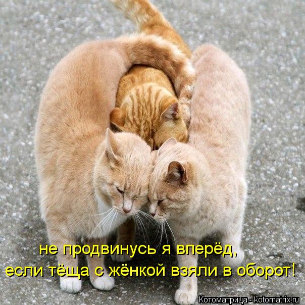 если тёща с жёнкой взяли в оборот! не продвинусь я вперёд,... Котоматрица: если тёща с жёнкой взяли в оборот! не продвинусь я вперёд,