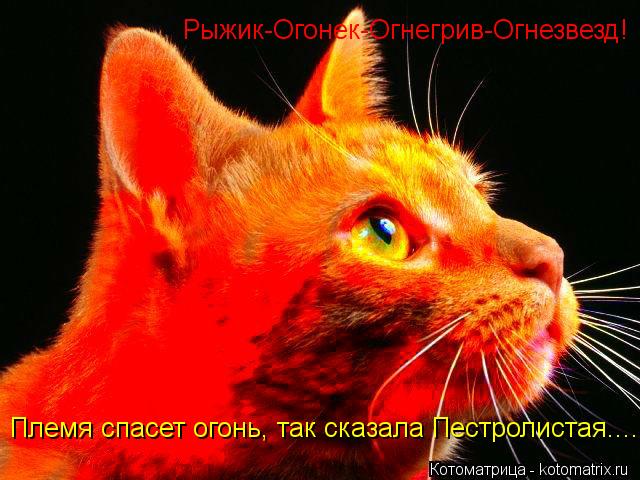 Рыжик-Огонек-Огнегрив-Огнезвезд! Племя спасет огонь, так сказала Пестролистая....... Котоматрица: Рыжик-Огонек-Огнегрив-Огнезвезд! Племя спасет огонь, так сказала Пестролистая....