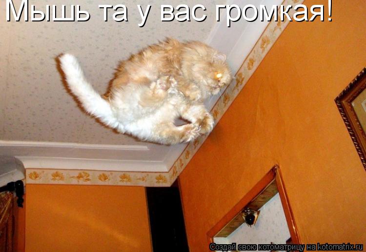 Мышь та у вас громкая!... Котоматрица: Мышь та у вас громкая!