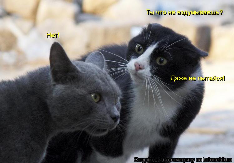 Ты что не вздумываешь? Нет! Даже не пытайся!... Котоматрица: Ты что не вздумываешь? Нет! Даже не пытайся!