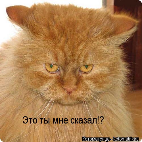 Это ты мне сказал!?... Котоматрица: Это ты мне сказал!?