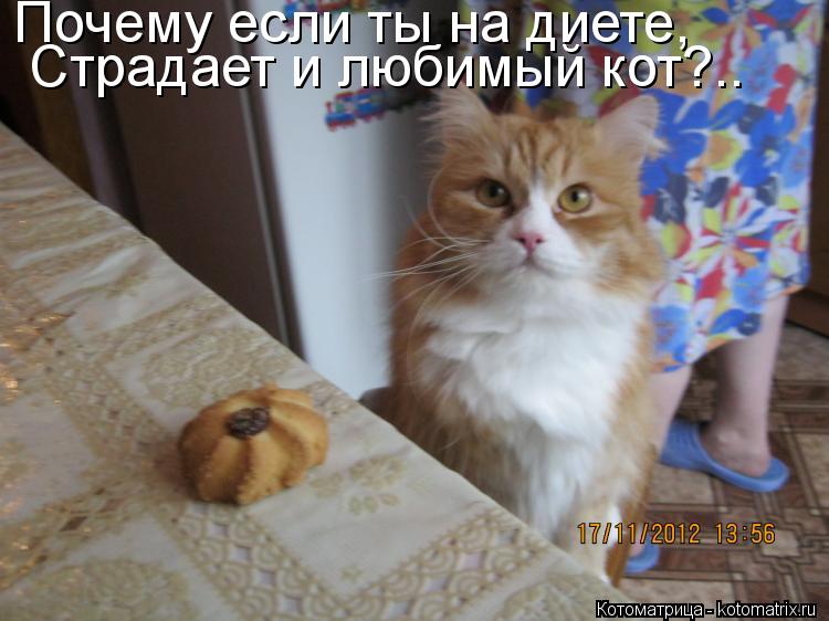 Почему если ты на диете, Страдает и любимый кот?..... Котоматрица: Почему если ты на диете, Страдает и любимый кот?..
