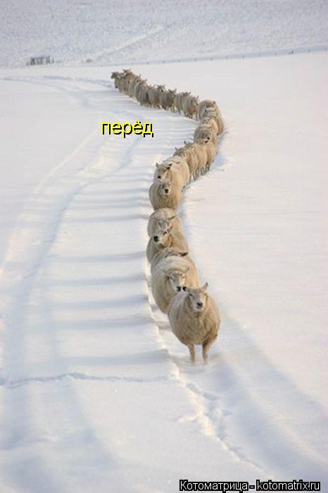 перёд перёд... Котоматрица: перёд перёд