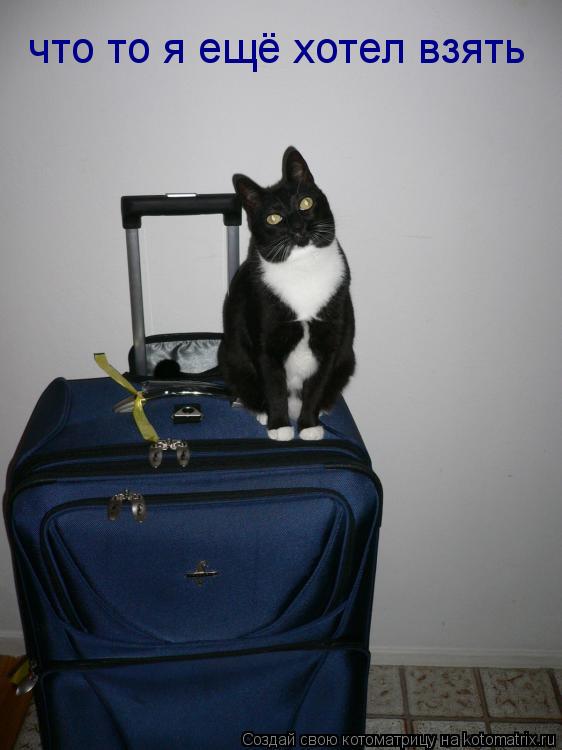 что то я ещё хотел взять... Котоматрица: что то я ещё хотел взять