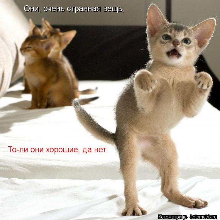 Они, очень странная вещь, То-ли они хорошие, да нет.... Котоматрица: Они, очень странная вещь, То-ли они хорошие, да нет.