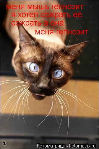 меня мышь гепнозит я хотел сожрать её сожрать а она меня гепнозит... Котоматрица: меня мышь гепнозит я хотел сожрать её сожрать а она меня гепнозит