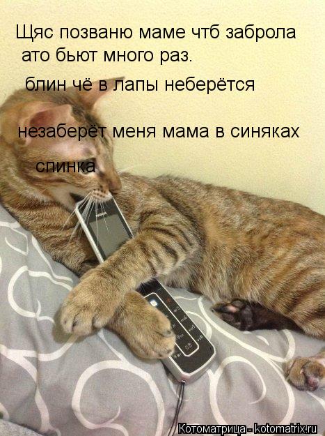 Щяс позваню маме чтб заброла ато бьют много раз. блин чё в лапы неберётся незаберёт меня мама в синяк... Котоматрица: Щяс позваню маме чтб заброла ато бьют много раз. блин чё в лапы неберётся незаберёт меня мама в синяках спинка