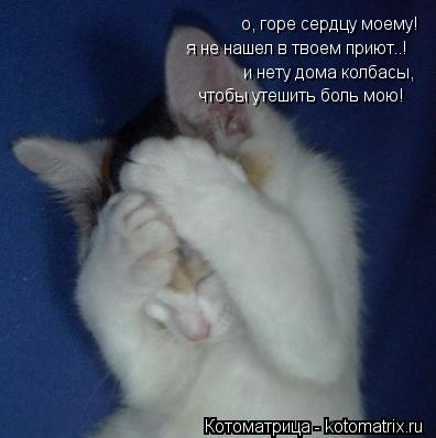 о, горе сердцу моему! я не нашел в твоем приют..! и нету дома колбасы, чтобы утешить боль мою!... Котоматрица: о, горе сердцу моему! я не нашел в твоем приют..! и нету дома колбасы, чтобы утешить боль мою!
