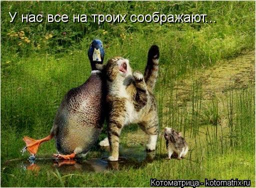У нас все на троих соображают...... Котоматрица: У нас все на троих соображают...