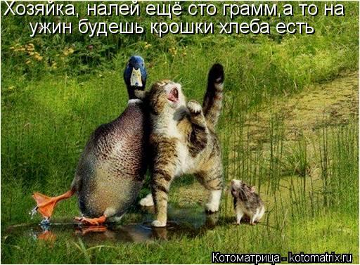 Хозяйка, налей ещё сто грамм,а то на ужин будешь крошки хлеба есть... Котоматрица: Хозяйка, налей ещё сто грамм,а то на ужин будешь крошки хлеба есть