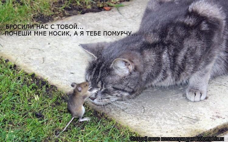 БРОСИЛИ НАС С ТОБОЙ... ПОЧЕШИ МНЕ НОСИК, А Я ТЕБЕ ПОМУРЧУ...... Котоматрица: БРОСИЛИ НАС С ТОБОЙ... ПОЧЕШИ МНЕ НОСИК, А Я ТЕБЕ ПОМУРЧУ...