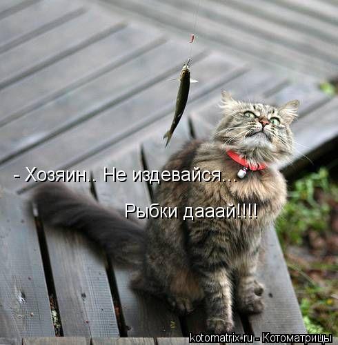 - Хозяин.. Не издевайся... Рыбки дааай!!!!... Котоматрица: - Хозяин.. Не издевайся... Рыбки дааай!!!!