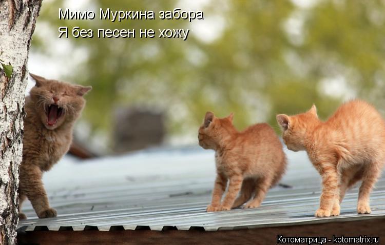 Мимо Муркина забора Я без песен не хожу... Котоматрица: Мимо Муркина забора Я без песен не хожу