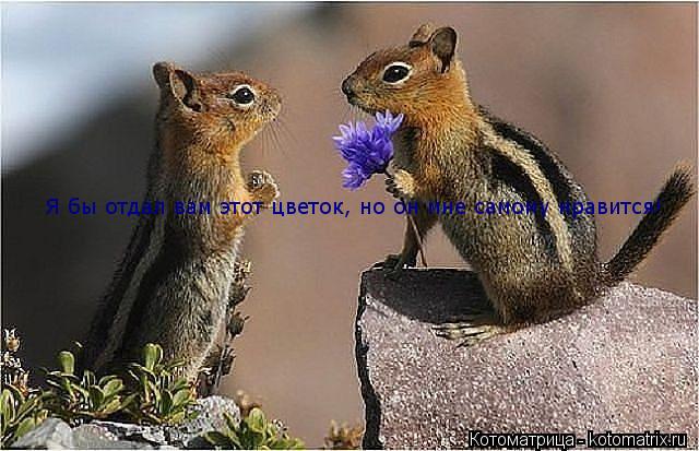 Я бы отдал вам этот цветок, но он мне самому нравится!... Котоматрица: Я бы отдал вам этот цветок, но он мне самому нравится!