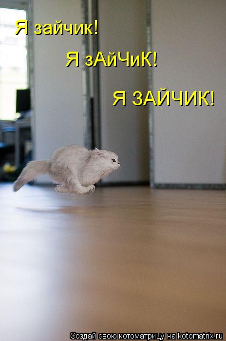Я зайчик! Я зАйЧиК! Я ЗАЙЧИК!... Котоматрица: Я зайчик! Я зАйЧиК! Я ЗАЙЧИК!