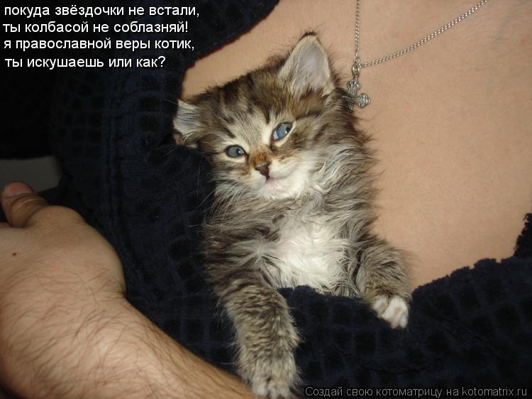 ты колбасой не соблазняй! ты искушаешь или как? покуда звёздочки не встали, я православной веры котик... Котоматрица: ты колбасой не соблазняй! ты искушаешь или как? покуда звёздочки не встали, я православной веры котик,